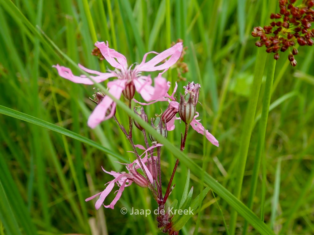 Lychnis flos-cuculi