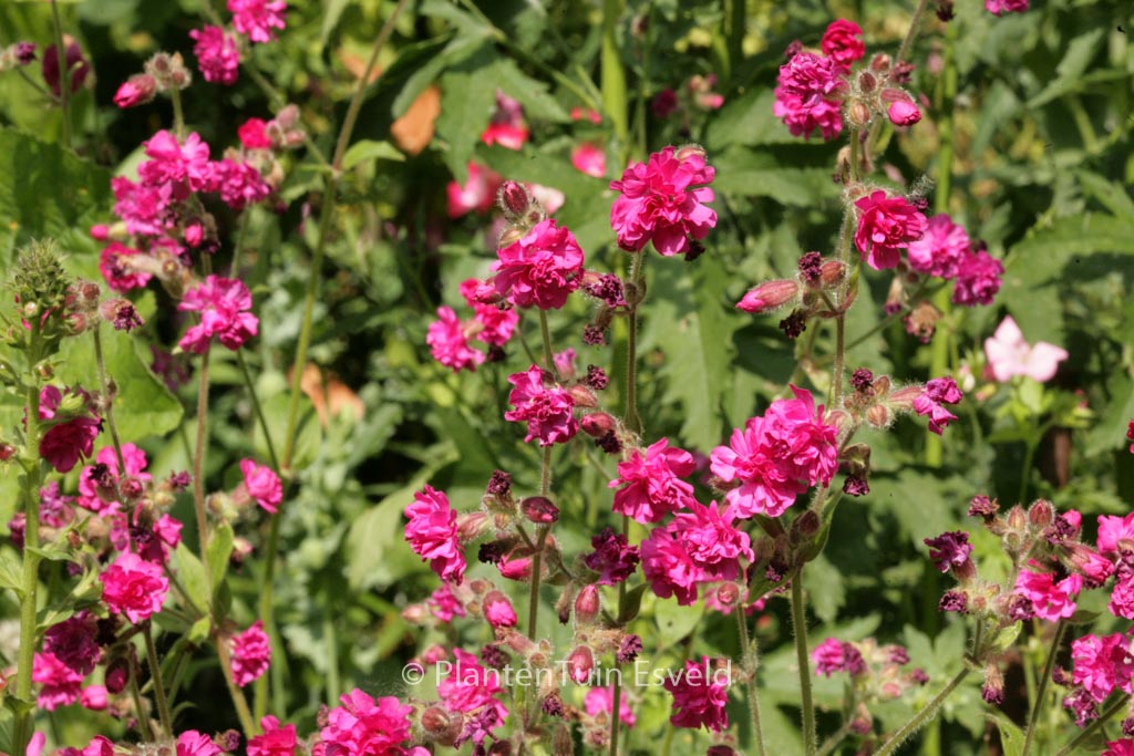 Lychnis viscaria ‘Plena’