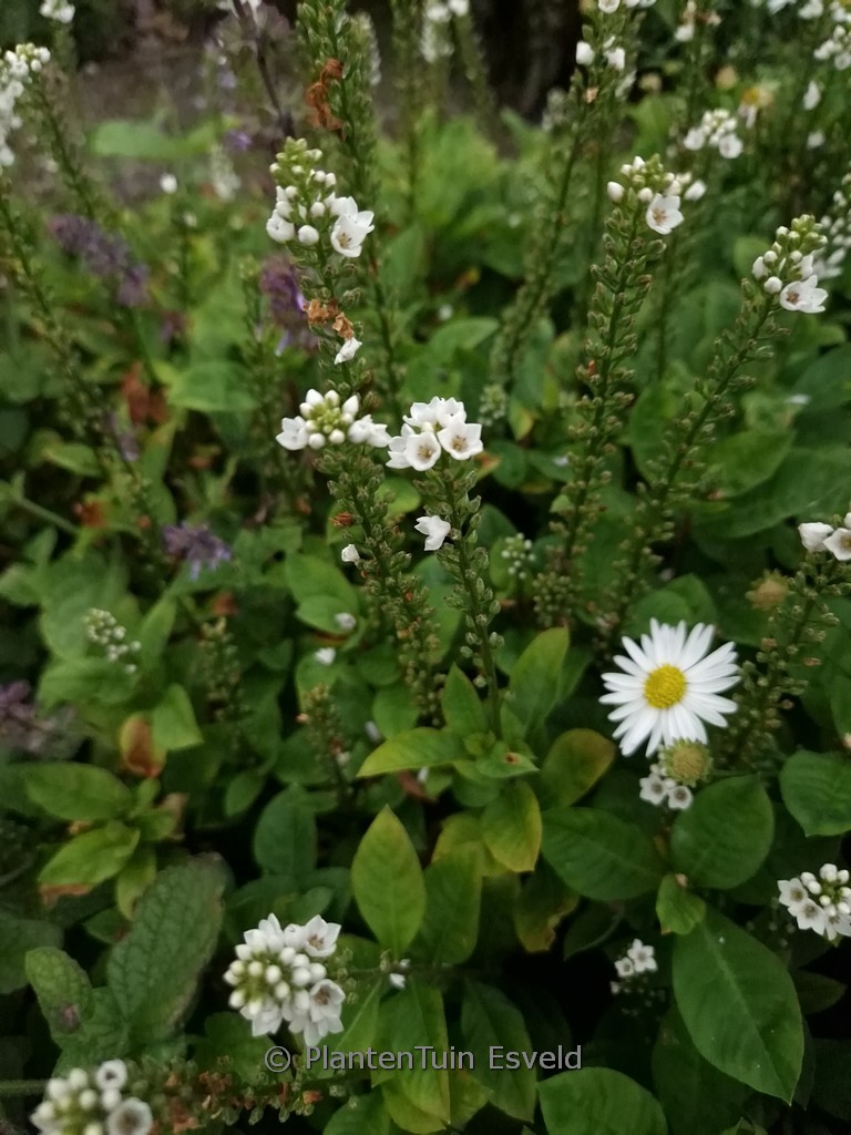 Lysimachia ‘Innlyscand’ (CANDELA)