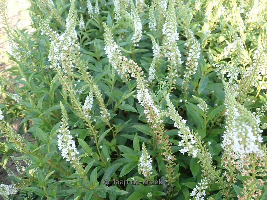 Lysimachia clethroides ‘Snow Candles’
