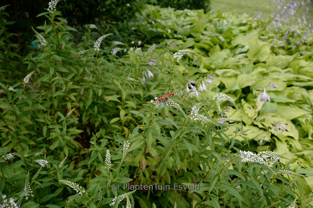 Lysimachia clethroides