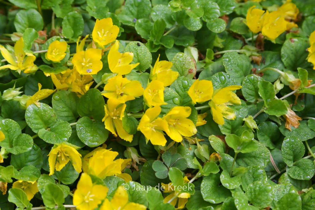 Lysimachia nummularia