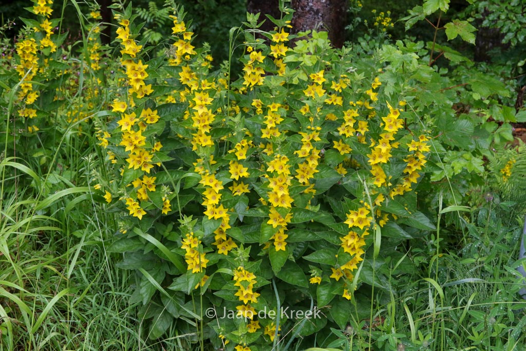 Lysimachia vulgaris