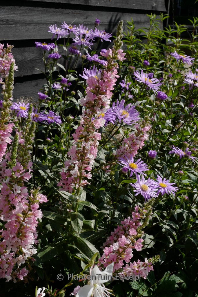 Lythrum salicaria ‘Blush’
