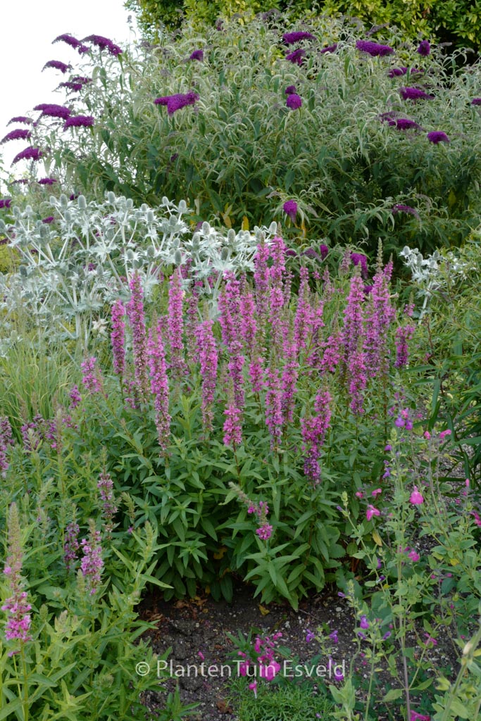 Lythrum salicaria ‘Feuerkerze’