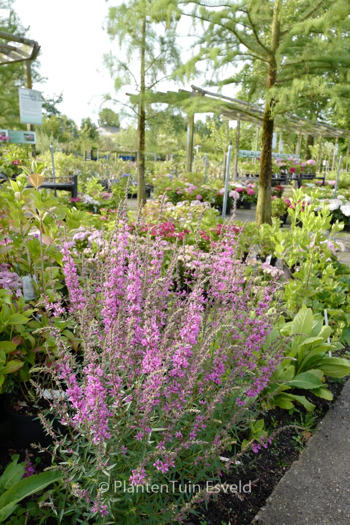 Lythrum salicaria ‘Lady Sackville’