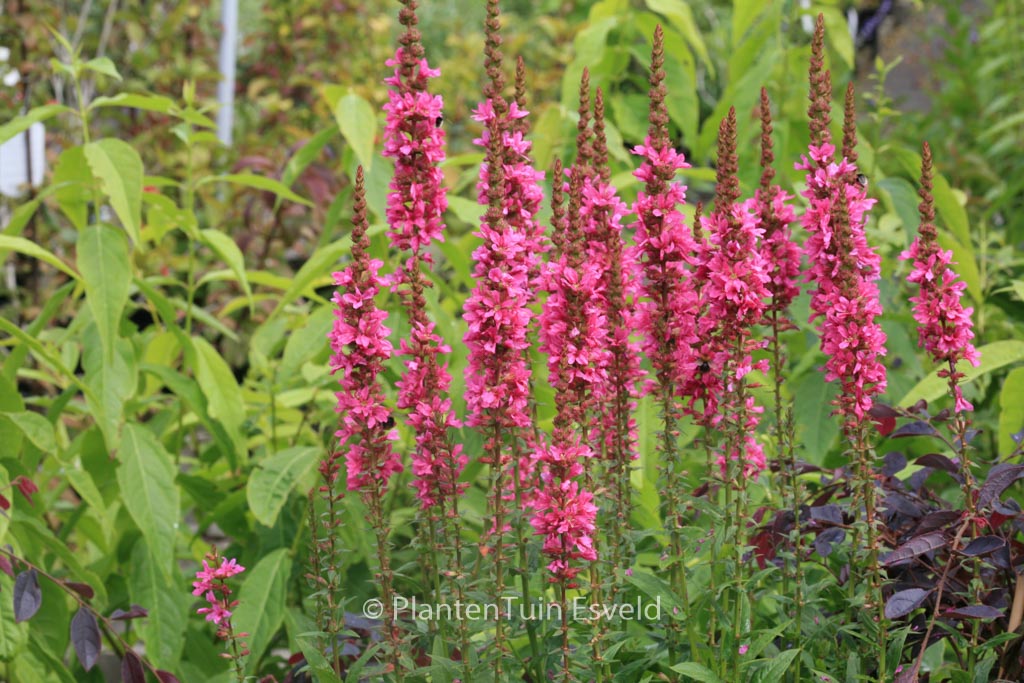 Lythrum salicaria ‘Robert’