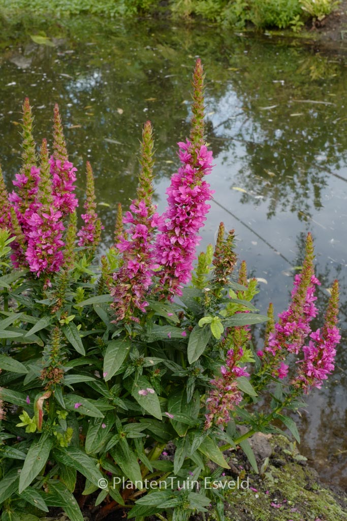 Lythrum salicaria ‘Robin’