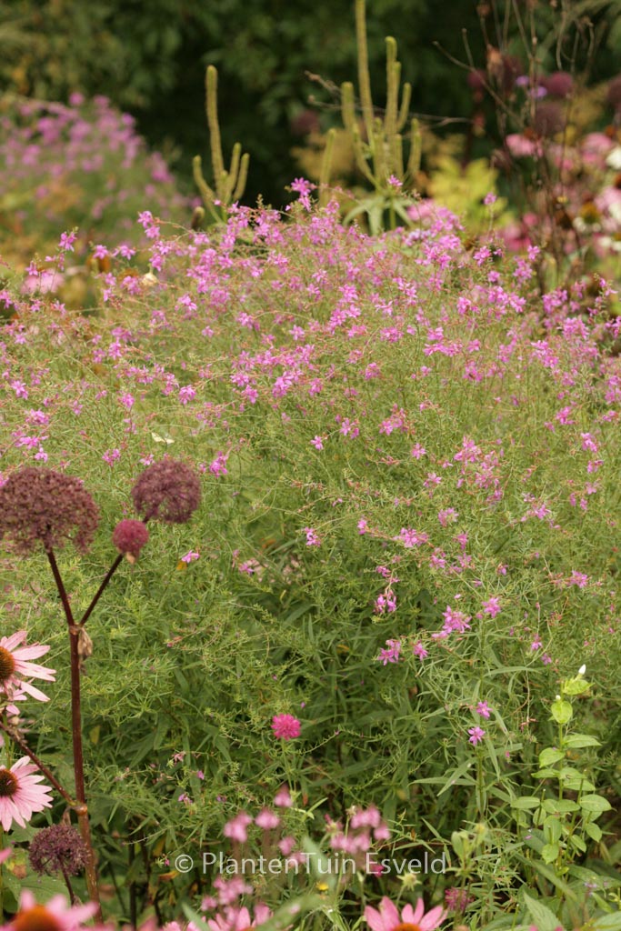Lythrum salicaria ‘Swirl’