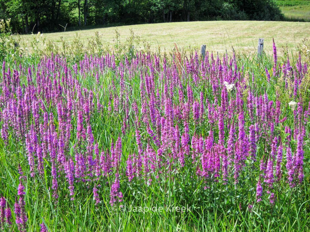 Lythrum salicaria