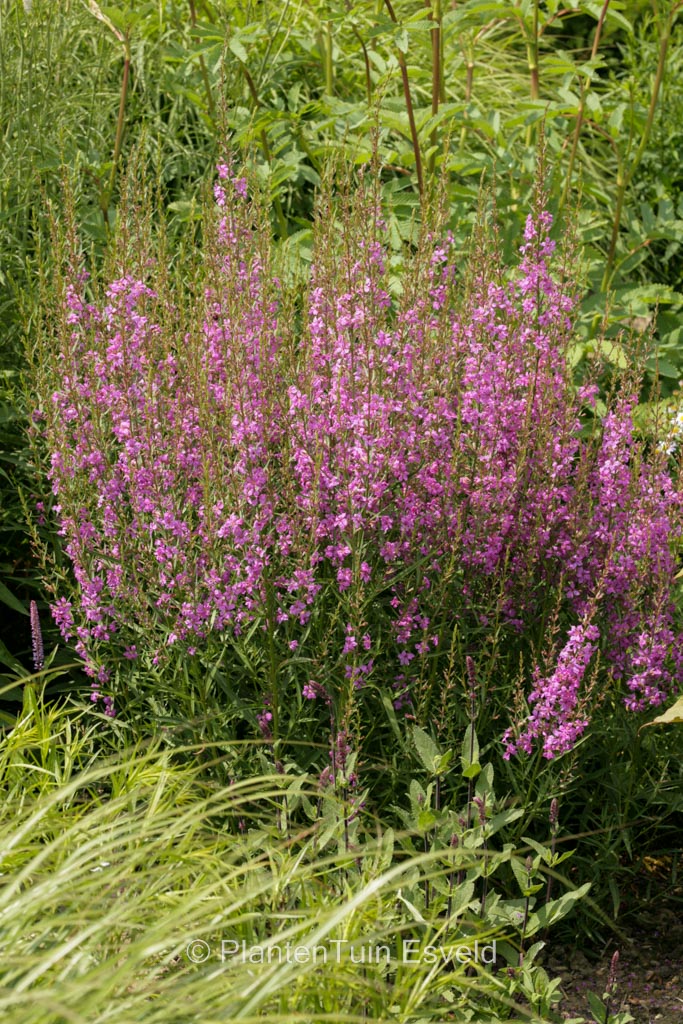 Lythrum virgatum ‘Helene’