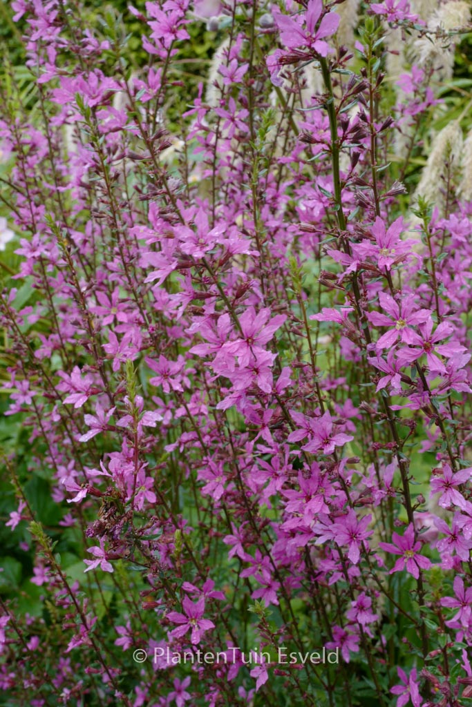 Lythrum virgatum ‘Rose Queen’