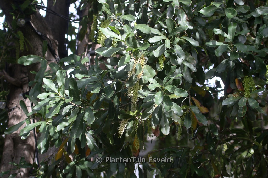 Macadamia integrifolia