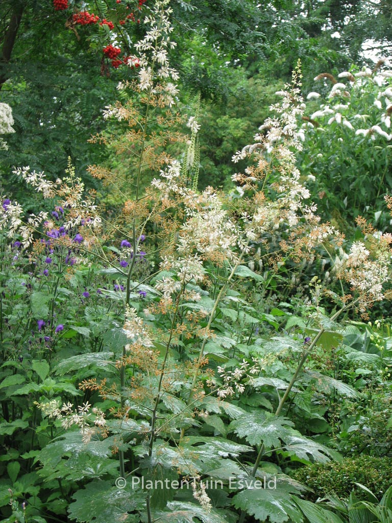 Macleaya microcarpa ‘Kelway’s Coral Plume’