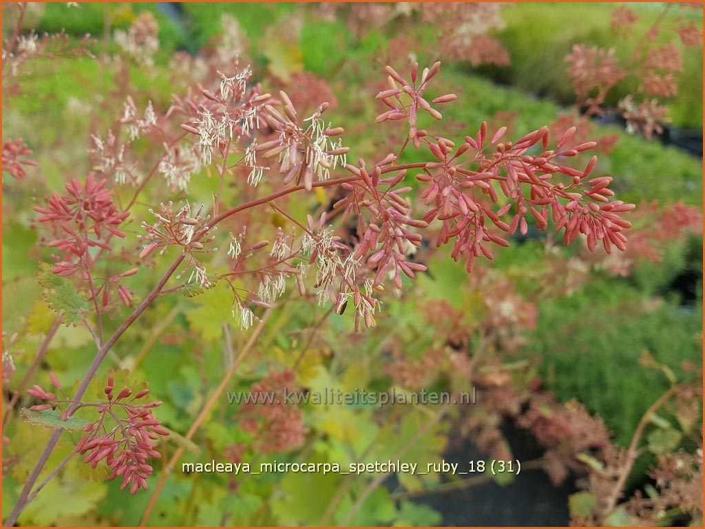 Macleaya microcarpa ‘Spetchley Ruby’