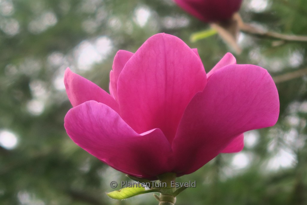 Magnolia ‘Anne Leitner’