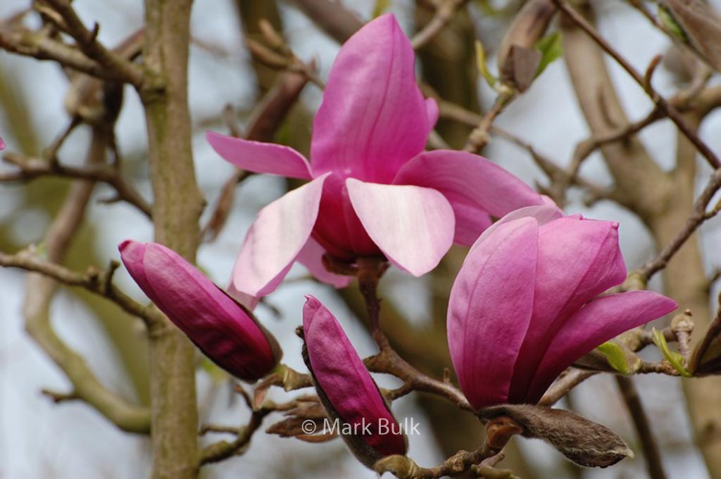 Magnolia ‘Apollo’