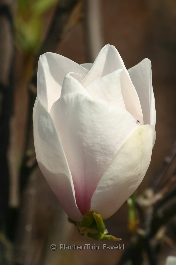 Magnolia ‘Asian Artistry’