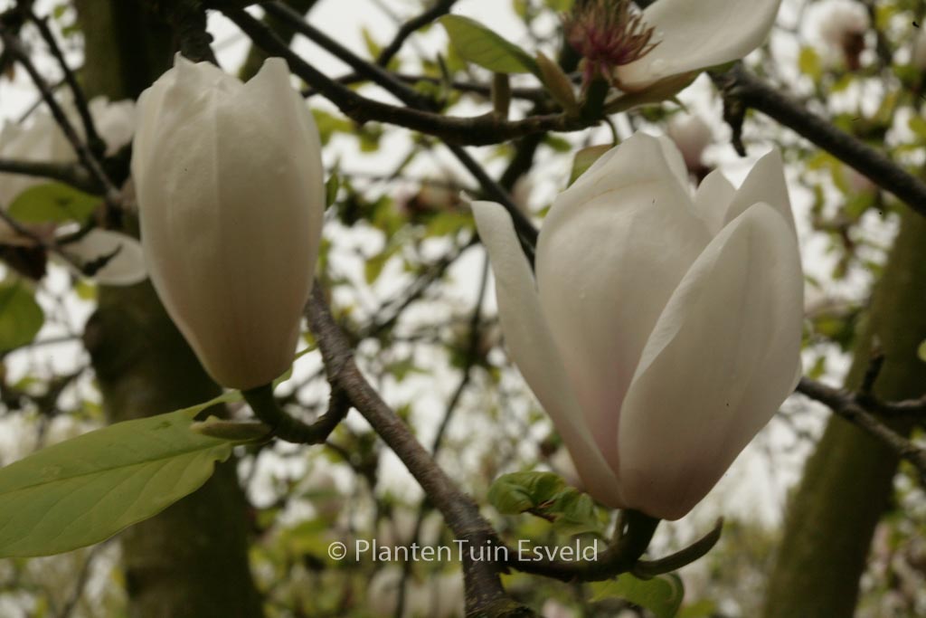 Magnolia ‘Athene’