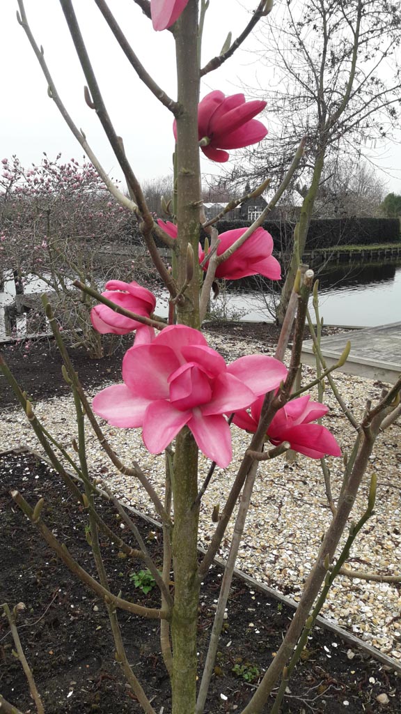 Magnolia ‘Aurora’