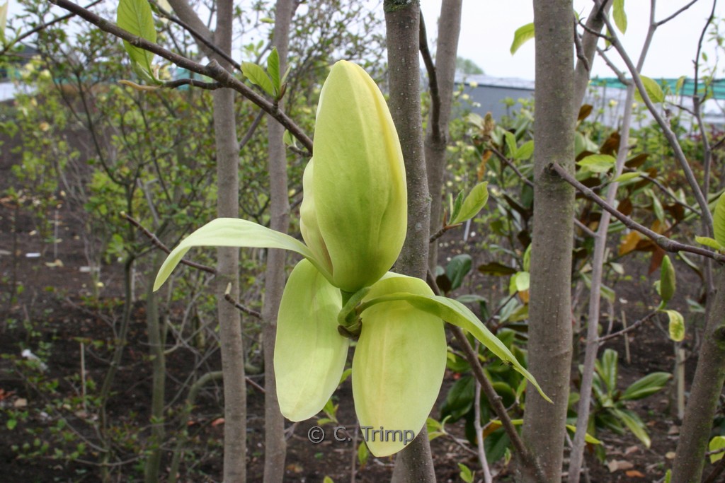Magnolia ‘Banana Split’