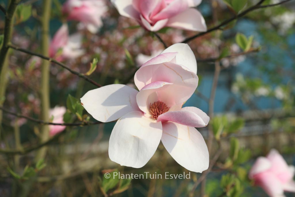 Magnolia ‘Big Dude’