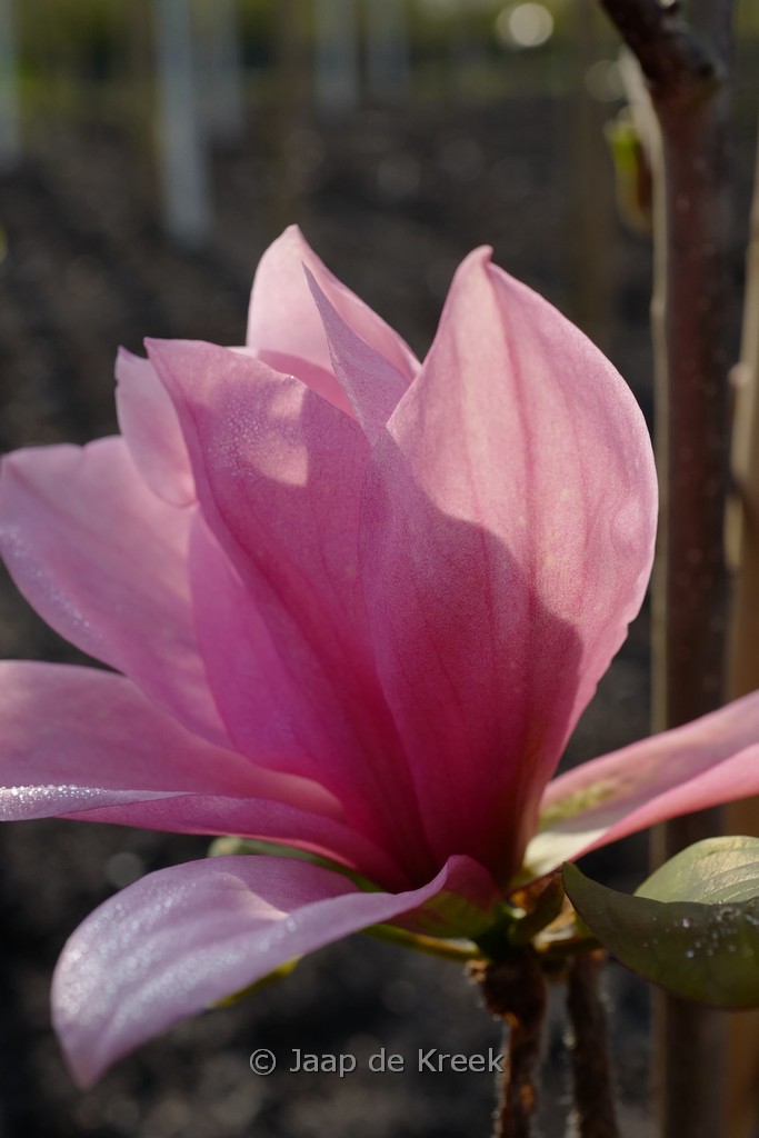 Magnolia ‘Blushing Belle’