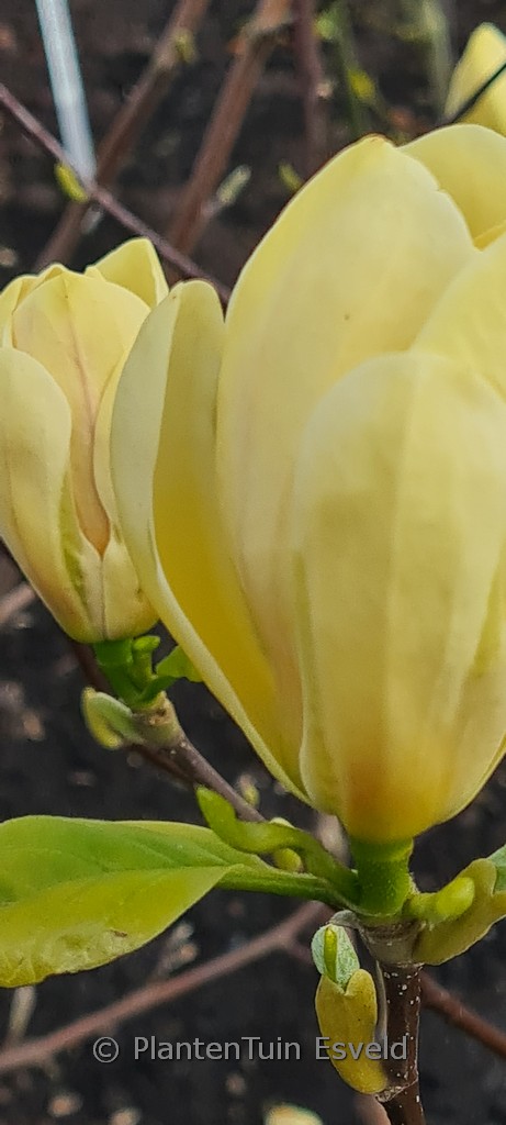 Magnolia ‘Butterbowl’