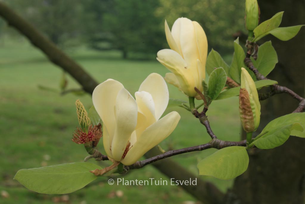 Magnolia ‘Carlos’