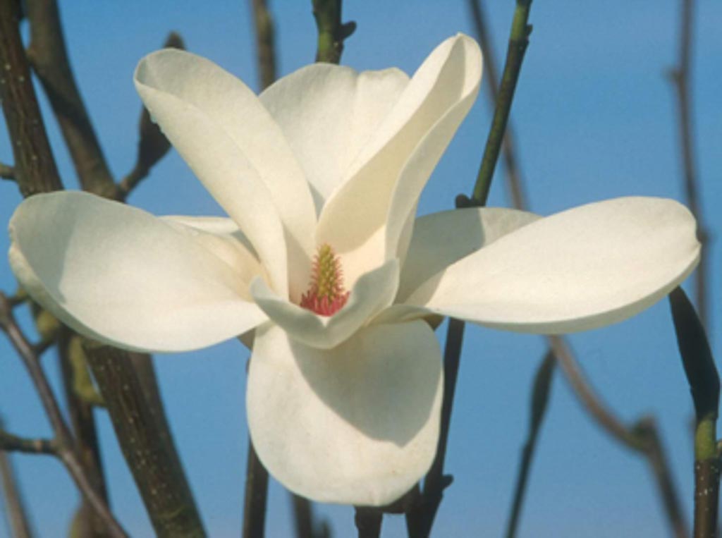 Magnolia ‘Cecil Nice’
