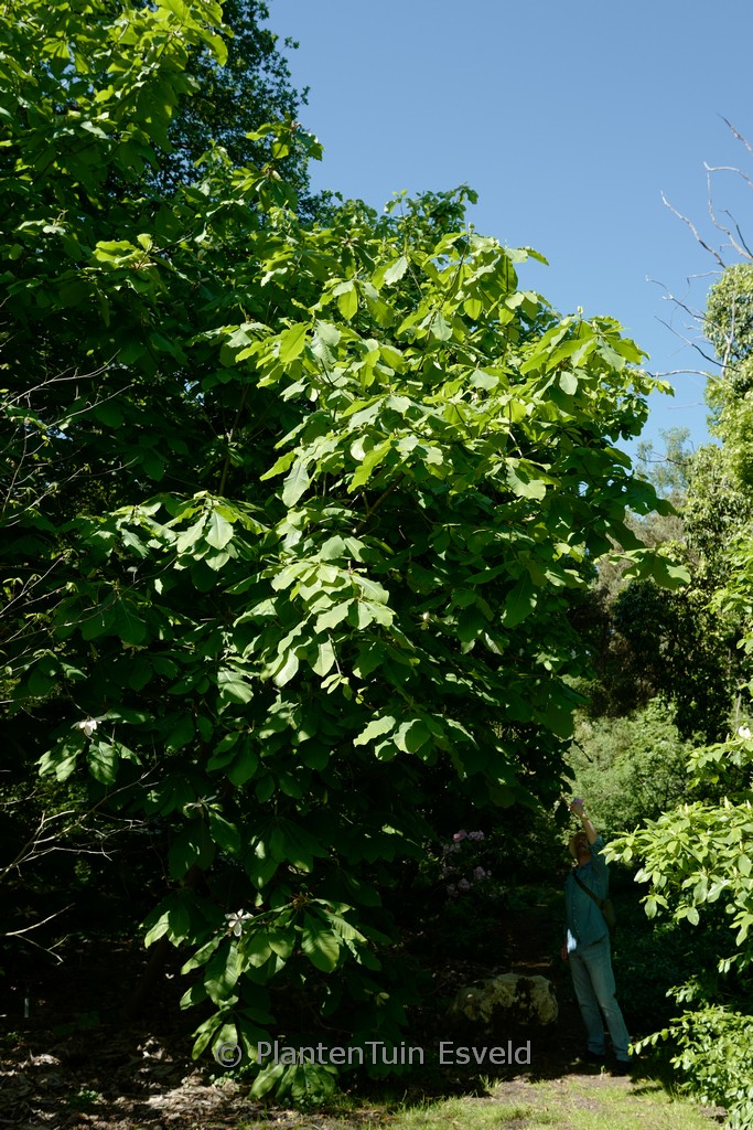 Magnolia ‘Charles Coates’
