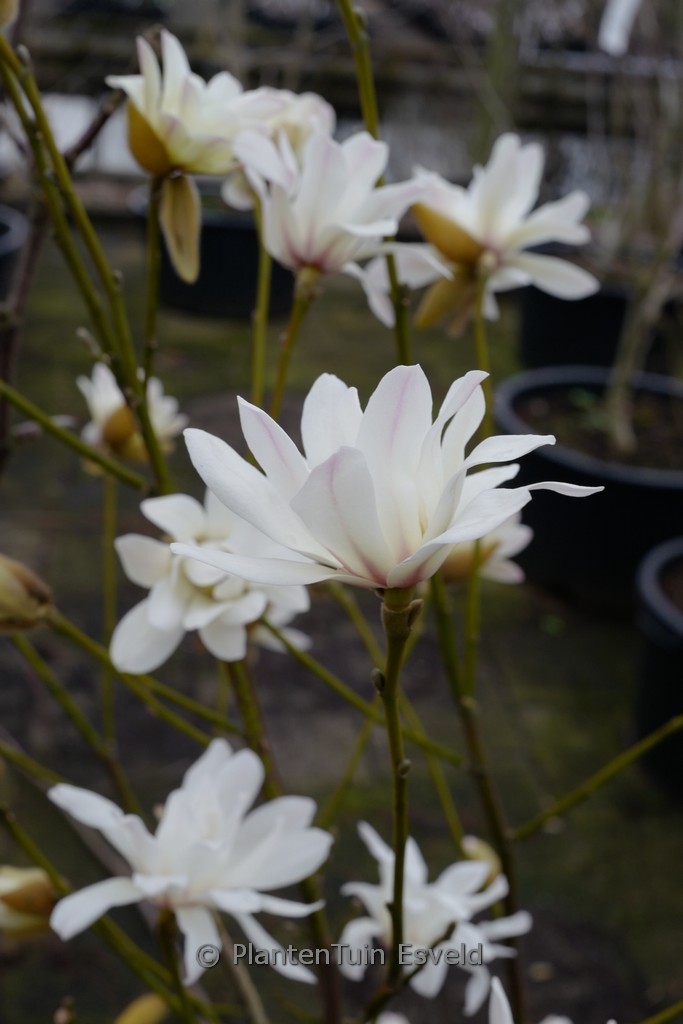 Magnolia ‘Chinatown’