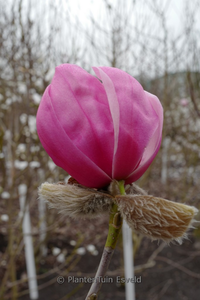 Magnolia ‘Claret Cup’