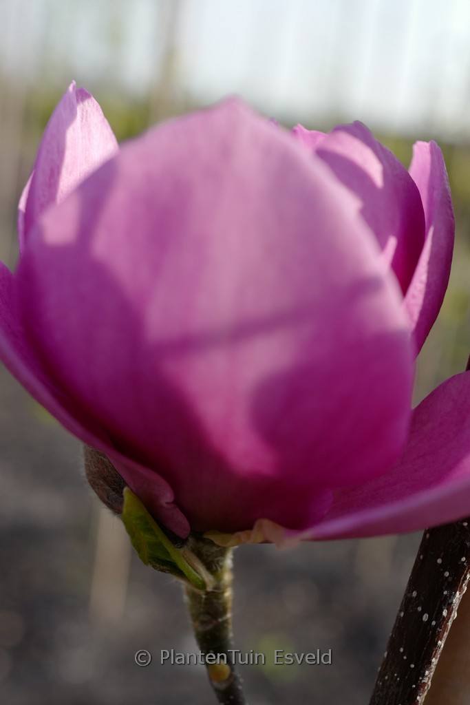 Magnolia ‘Cleopatra’