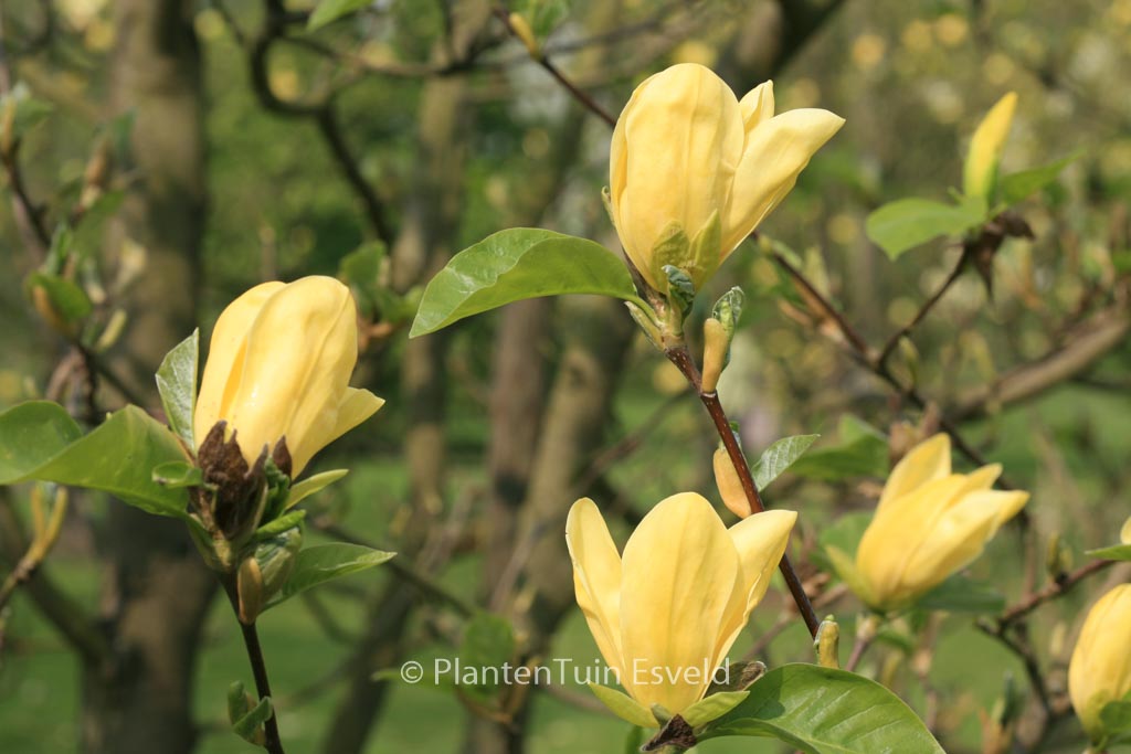Magnolia ‘Daphne’