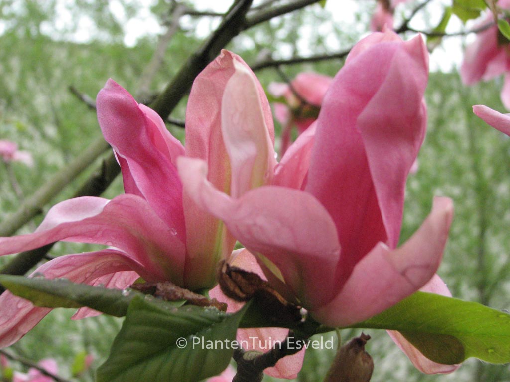 Magnolia ‘Daybreak’