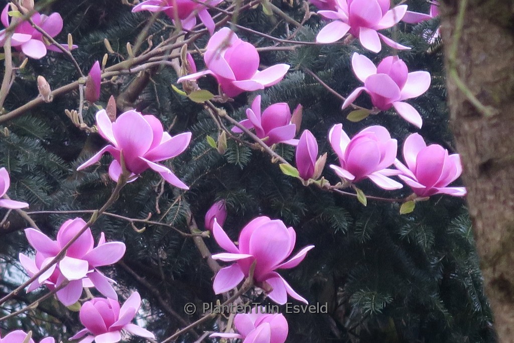 Magnolia ‘Eleanor May’