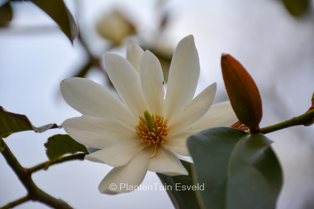 Magnolia ‘Fairy Magnolia White’