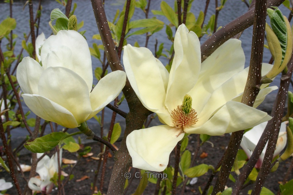 Magnolia ‘Fei Huang’ (YELLOW RIVER)