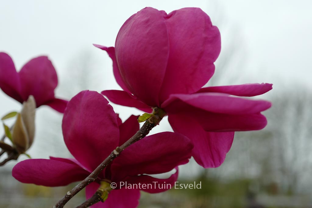 Magnolia ‘Felix Jury’