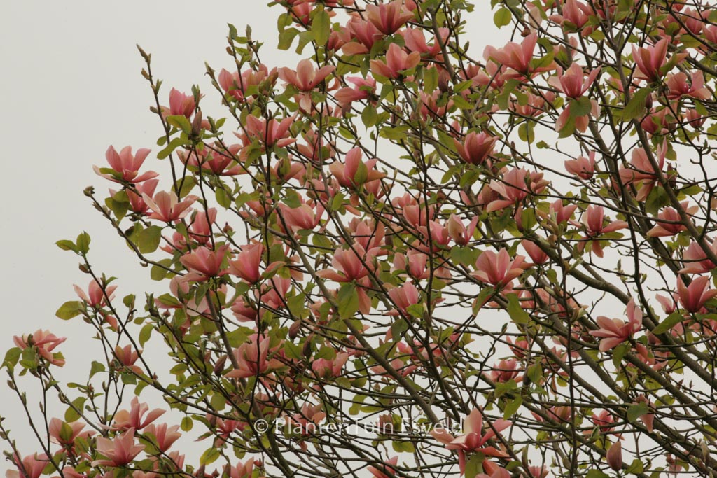 Magnolia ‘Flamingo’