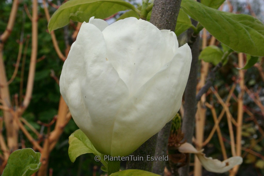 Magnolia ‘Gold Cup’