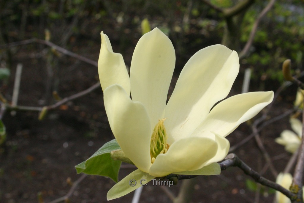 Magnolia ‘Golden Sun’