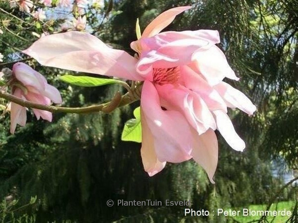 Magnolia ‘Gorgeous’