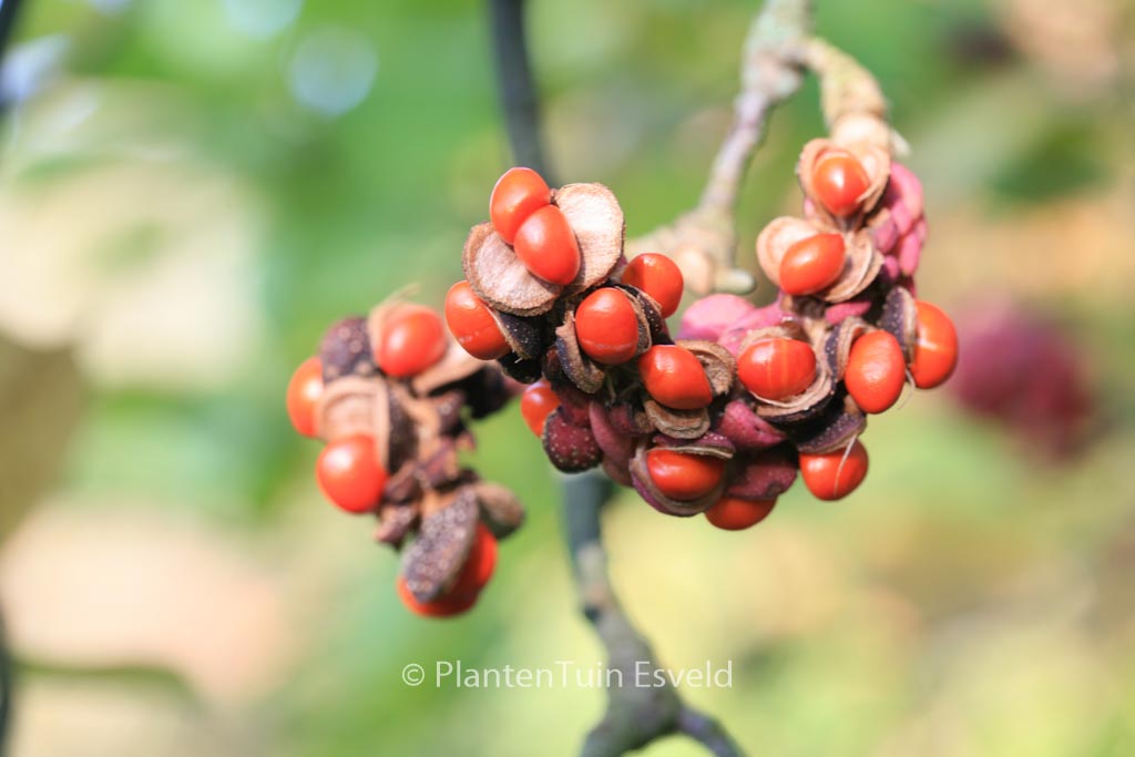 Magnolia ‘Hot Lips’