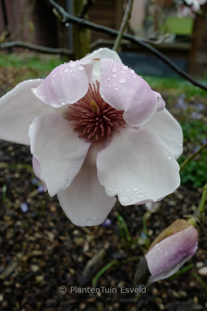 Magnolia ‘Iolanthe’
