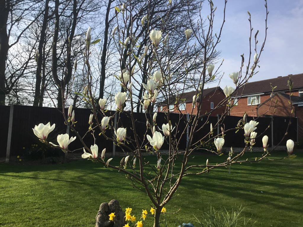 Magnolia ‘Jade Lamp’