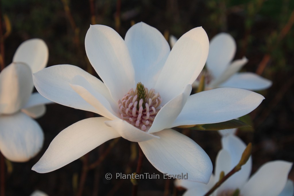 Magnolia ‘Joli Pompon’