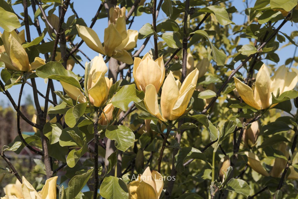 Magnolia ‘Judy Zuk’