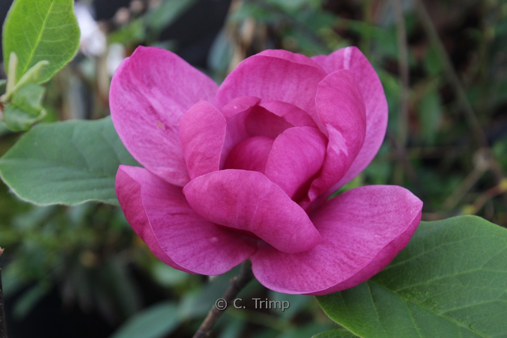 Magnolia ‘Jurmagl’ (BLACK TULIP)